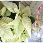 poinsettias11