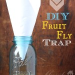 fruit fly trap