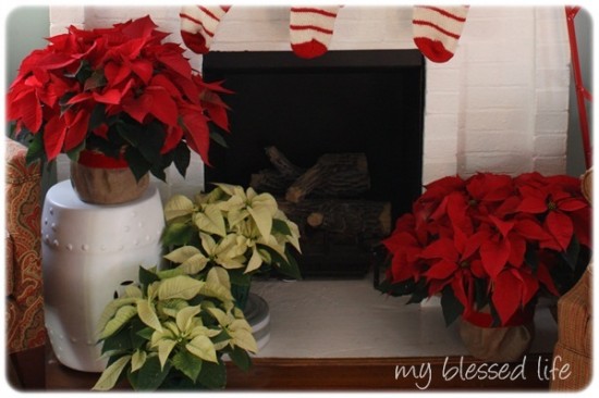 Decorating With Poinsettias My Blessed Life