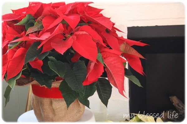 Decorating With Poinsettias