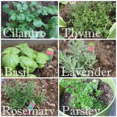 Spring Flowers & Herb Planting - My Blessed Life™