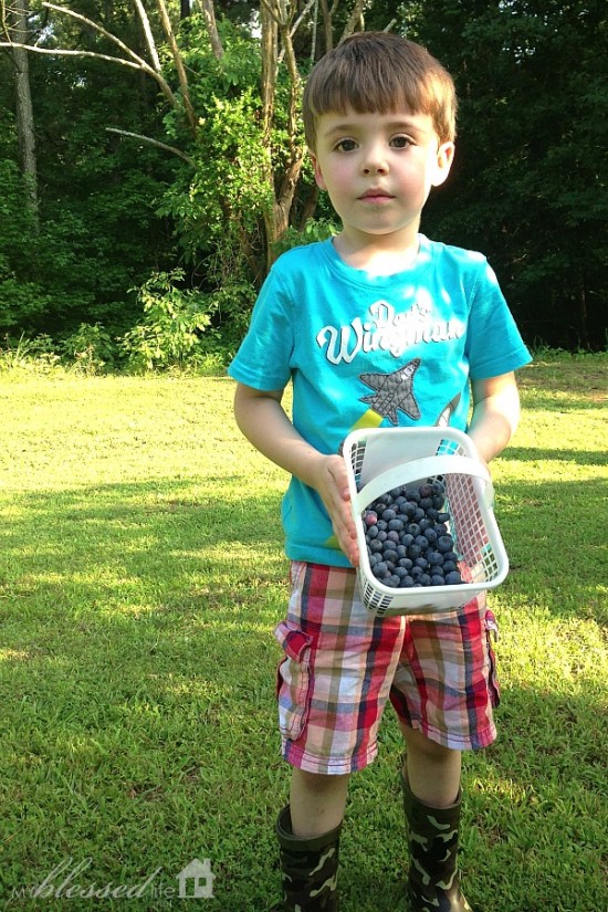 blueberry picking