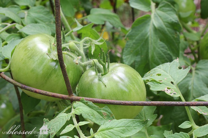 Summer Gardening | MyBlessedLife.net