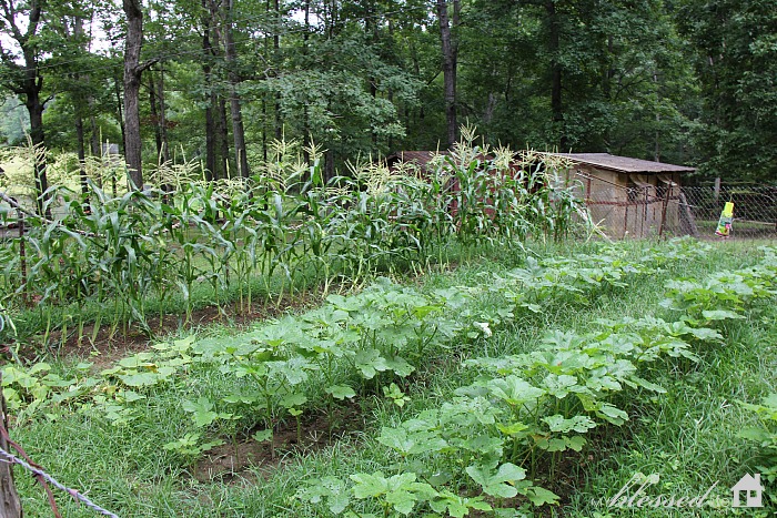 Summer Gardening | MyBlessedLife.net