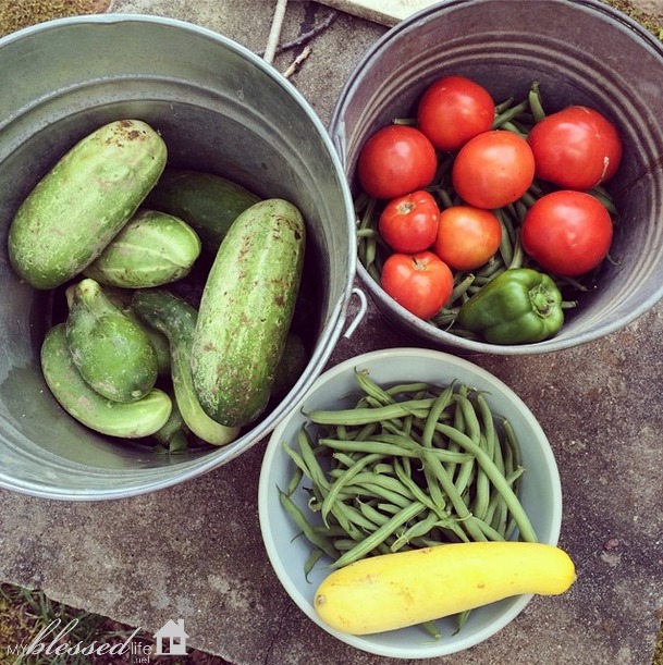 Summer Gardening | MyBlessedLife.net