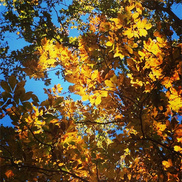 More Fall Beauty {Instagrams}